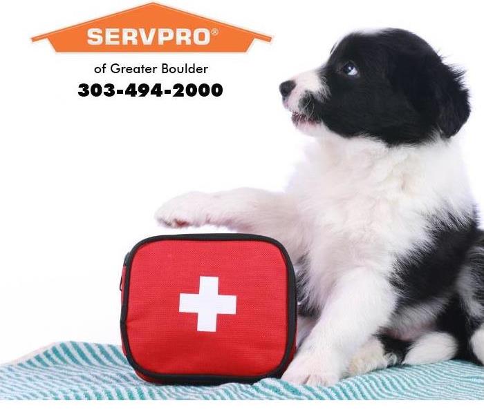 Dog with first aid kit.